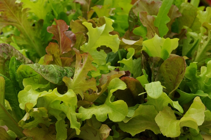 'Gourmet Blend' Lettuce - Lactuca sativa 'Gourmet Blend' from Kings Garden Center