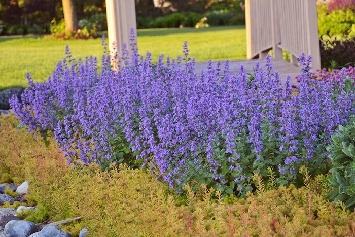 'Cat's Meow' Catmint - Nepeta faassenii 'Cat's Meow' from Kings Garden Center