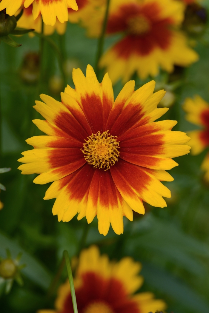 Coreopsis Uptick™ Gold and Bronze - Tickseed from Kings Garden Center