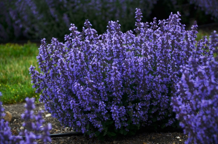 Cat's Pajamas Catmint - Nepeta hybrid 'Cat's Pajamas' from Kings Garden Center