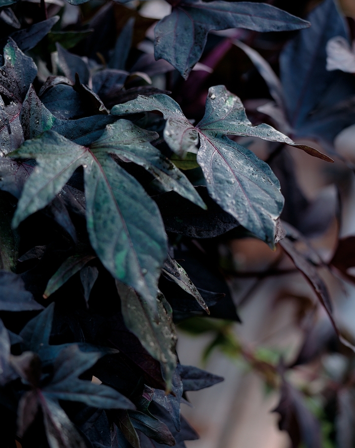 Ornamental Sweet Potato - Ipomoea batatas 'Blackie' from Kings Garden Center