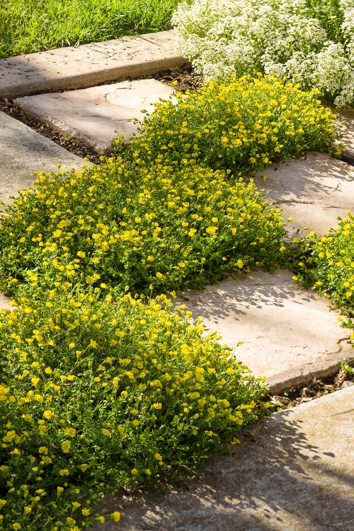 Mecardonia - Mecardonia hybrid 'GoldDust' from Kings Garden Center