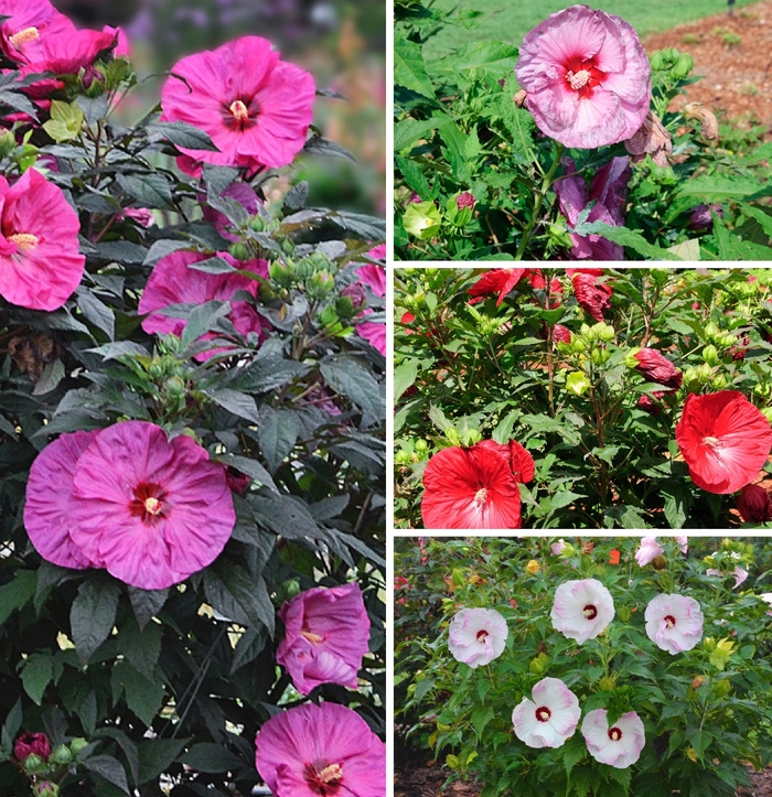 Summerific® - Hibiscus hybrid 'Summerific Series' from Kings Garden Center