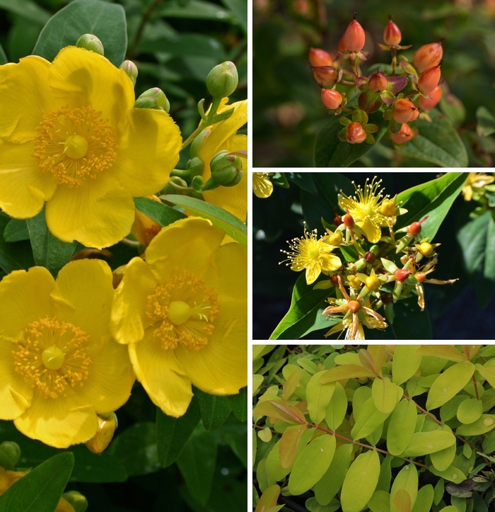 St. Johnswort - Hypericum Multiple Varieties from Kings Garden Center