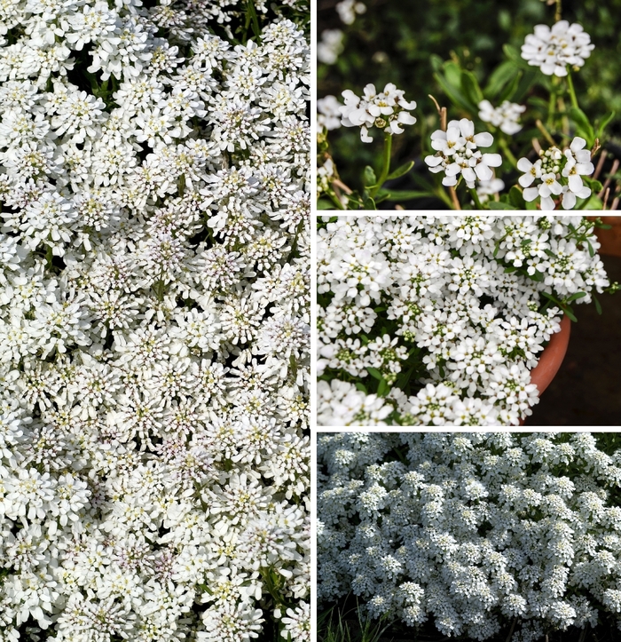 Candytuft - Iberis Multiple Varieties from Kings Garden Center