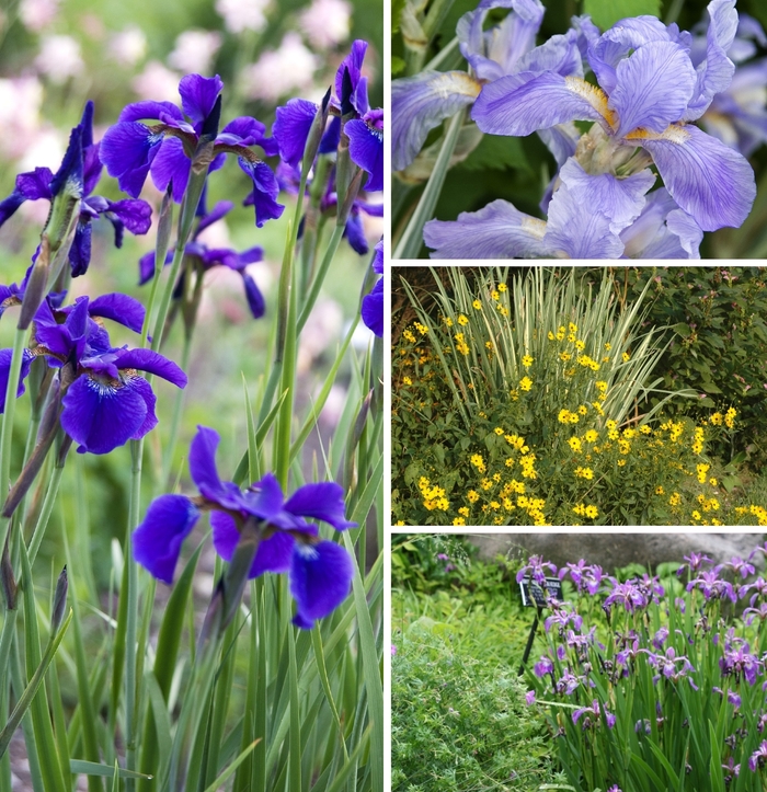 Iris - Iris Multiple Varieties from Kings Garden Center