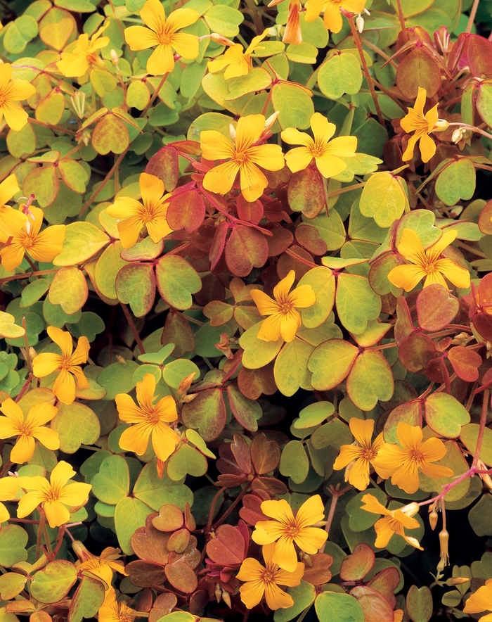 Oxalis - Oxalis vulcanicola 'Molten Lava™ ' from Kings Garden Center