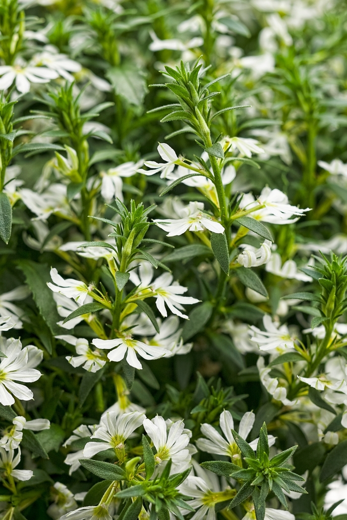 Fan Flower - Scaevola aemula 'Whirlwind White' from Kings Garden Center