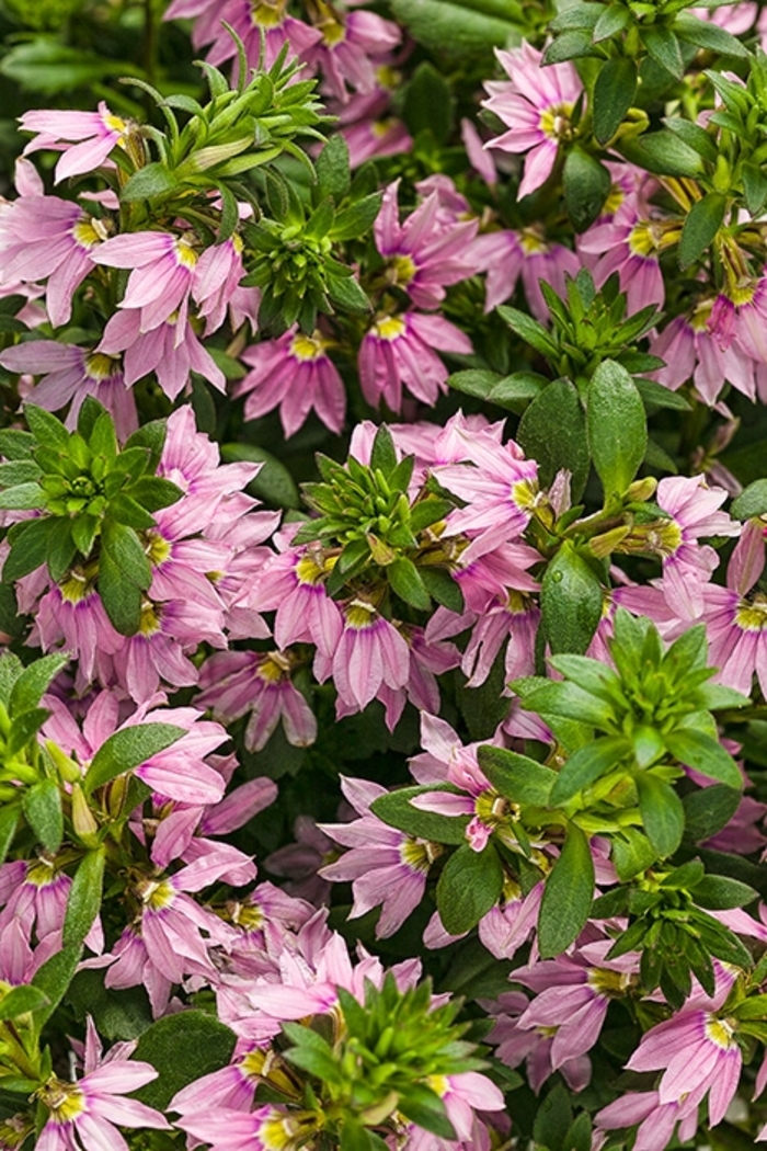 Pink Wonder - Scaevola aemula 'Pink Wonder' from Kings Garden Center