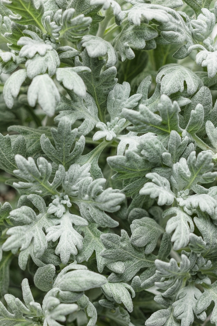 Silver Bullet® - Artemisia stelleriana from Kings Garden Center