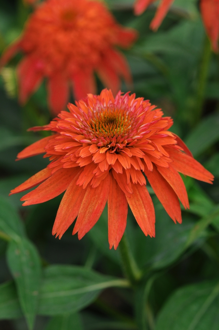 Double Scoop™ Mandarin - Echinacea 'Mandarin' from Kings Garden Center