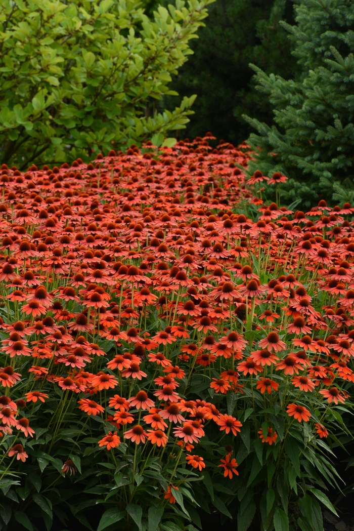 Sombrero® Flamenco Orange Coneflower - Echinacea purpurea 'Flamenco Orange' from Kings Garden Center