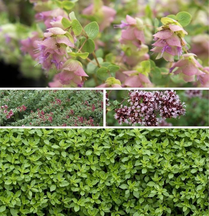 Oregano - Origanum Multiple Varieties from Kings Garden Center