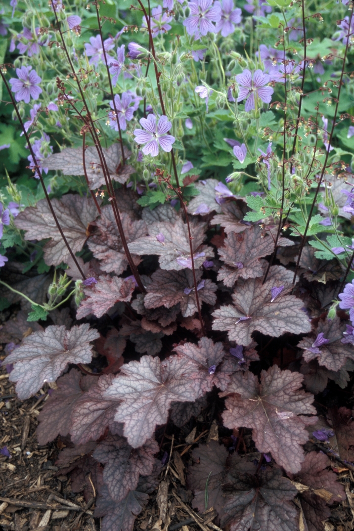 Plum Pudding Coral Bell - Heuchera 'Plum Pudding' from Kings Garden Center