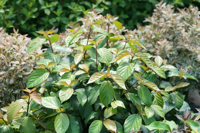 Shiny Dancer® - Viburnum x from Kings Garden Center