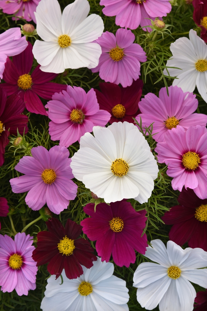 Cosmos - Cosmos bipinnatus 'Sonata Mix' from Kings Garden Center