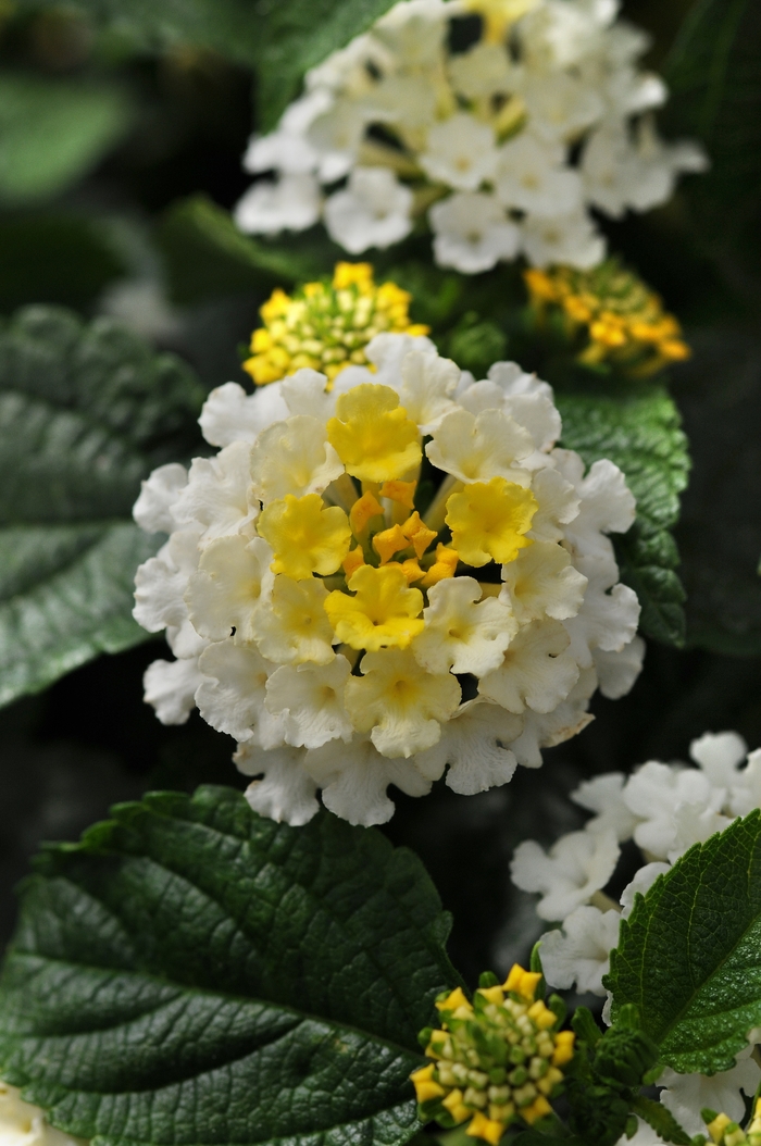 Little Lucky™ Lantana - Lantana camara 'Lemon Cream' from Kings Garden Center