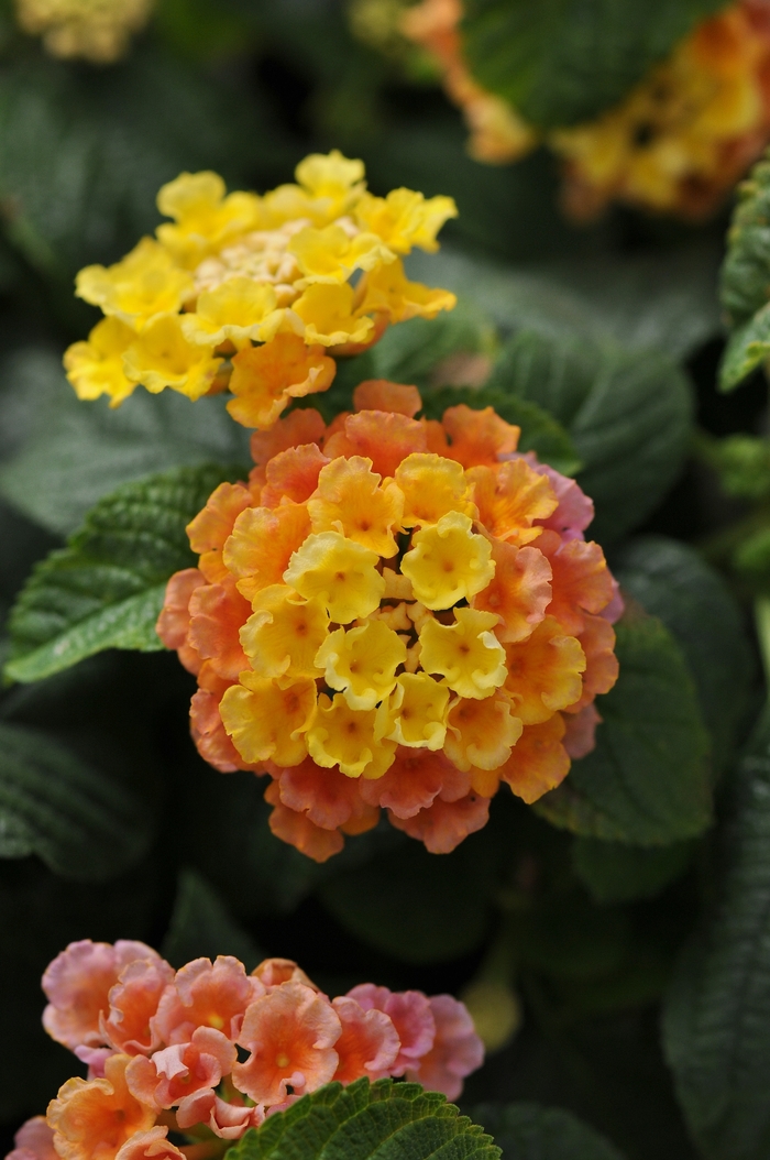 Little Lucky Peach Glow Lantana - Lantana Little Lucky Peach Glow' from Kings Garden Center