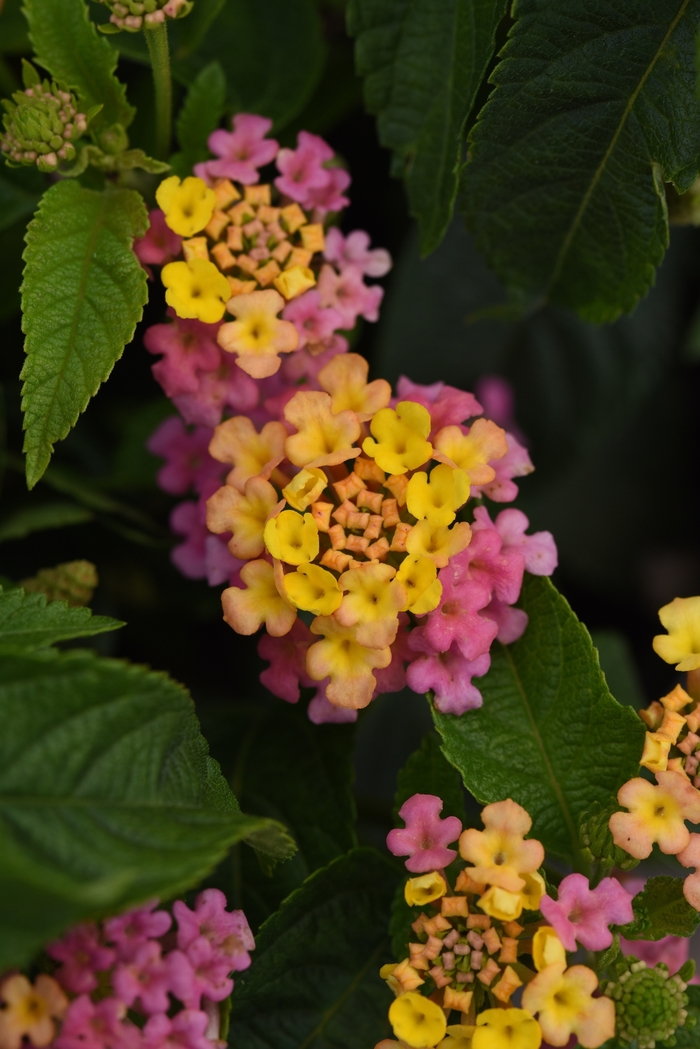 Little Lucky™ Lantana - Lantana camara 'Little Lucky Pink' from Kings Garden Center