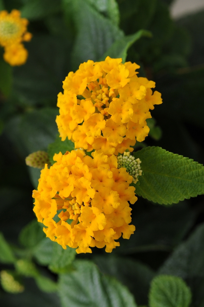 Little Lucky Pot of Gold Lantana - Lantana camara 'Little Lucky Pot of Gold' from Kings Garden Center