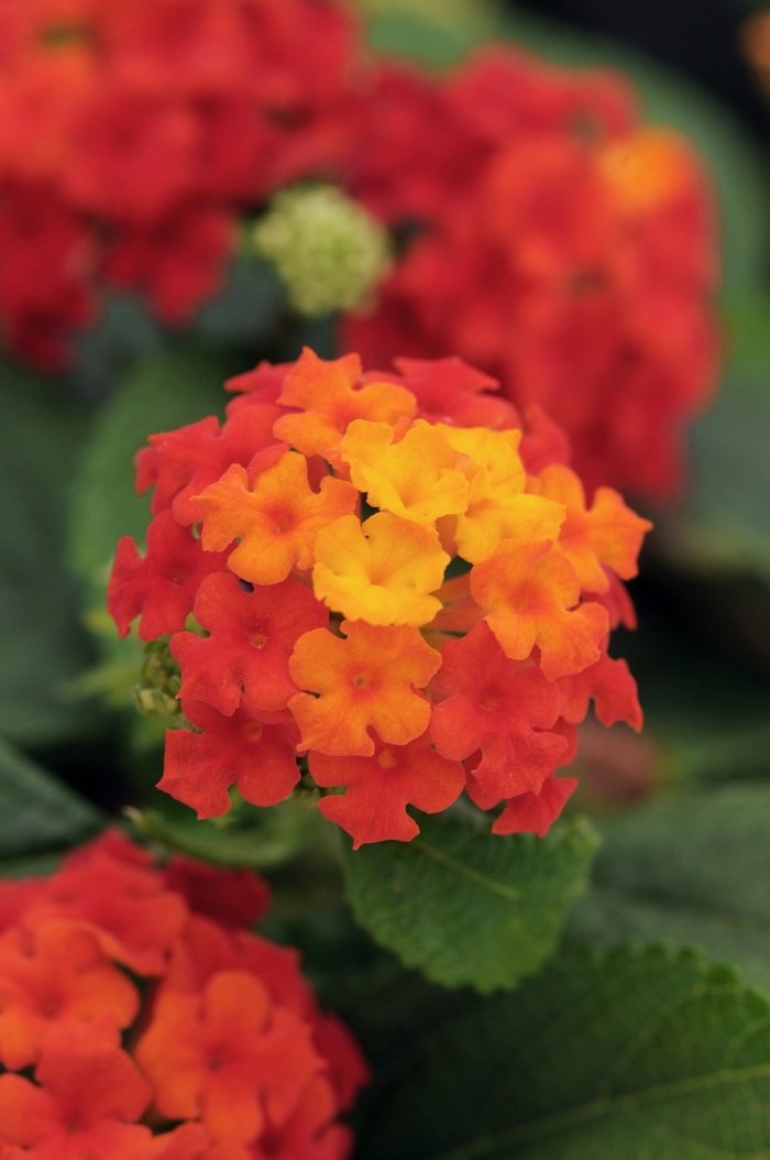 Little Lucky™ Lantana - Lantana camara 'Red' from Kings Garden Center