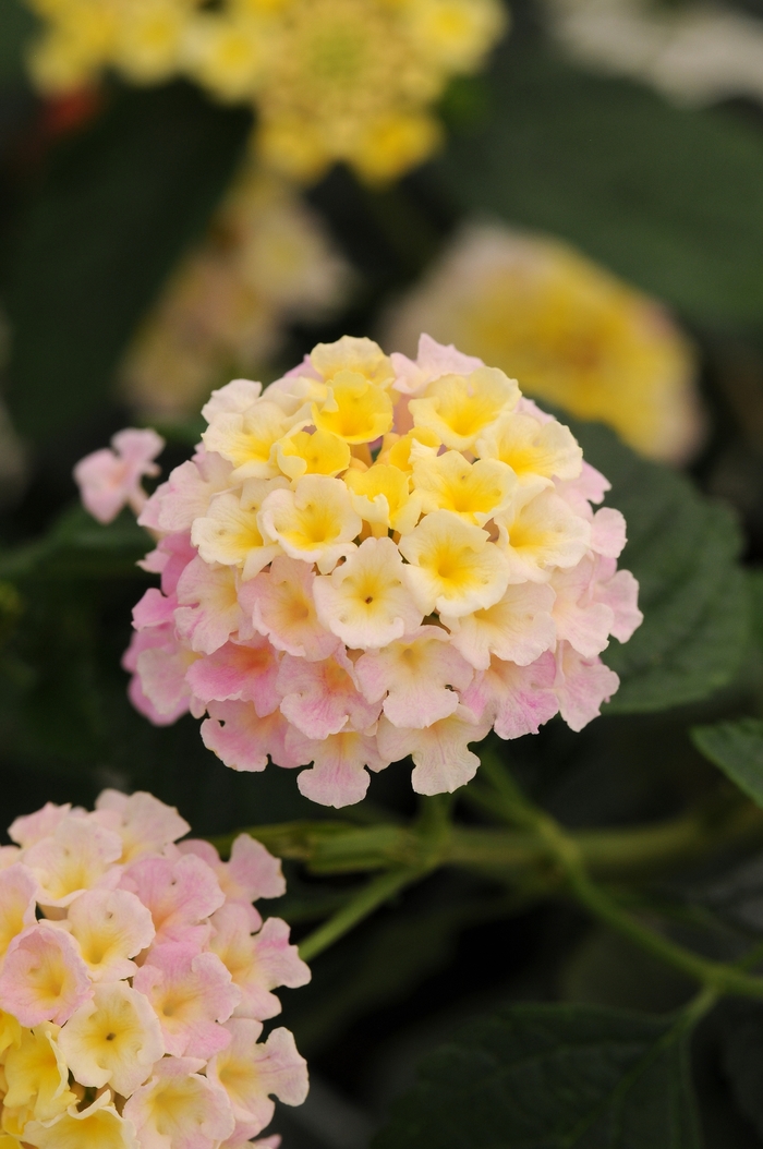 Lucky™ Lantana - Lantana camara 'Lavender' from Kings Garden Center