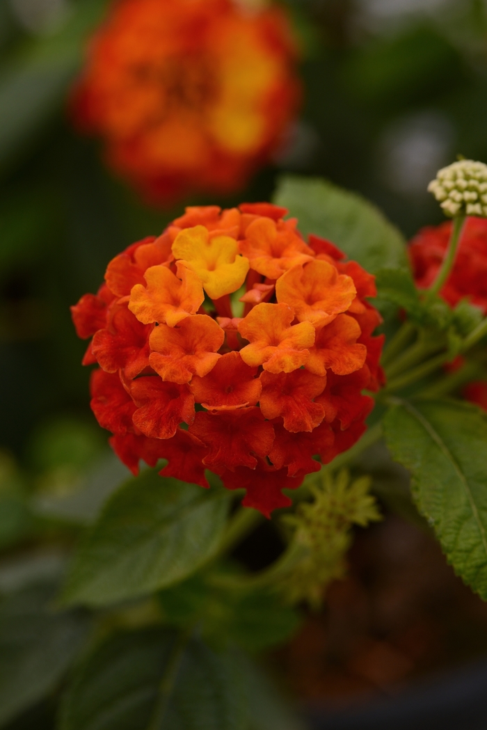 Lantana - Lantana camara 'Lucky Red ' from Kings Garden Center