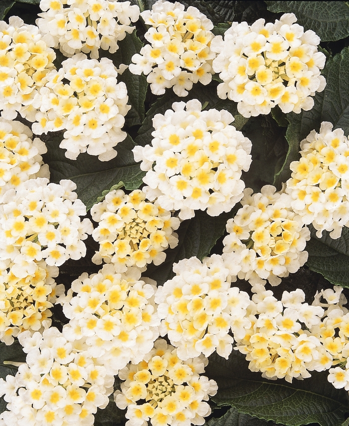 Lucky™ Lantana - Lantana camara 'White' from Kings Garden Center