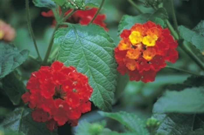 Dallas Red Lantana - Lantana camara 'Dallas Red' from Kings Garden Center