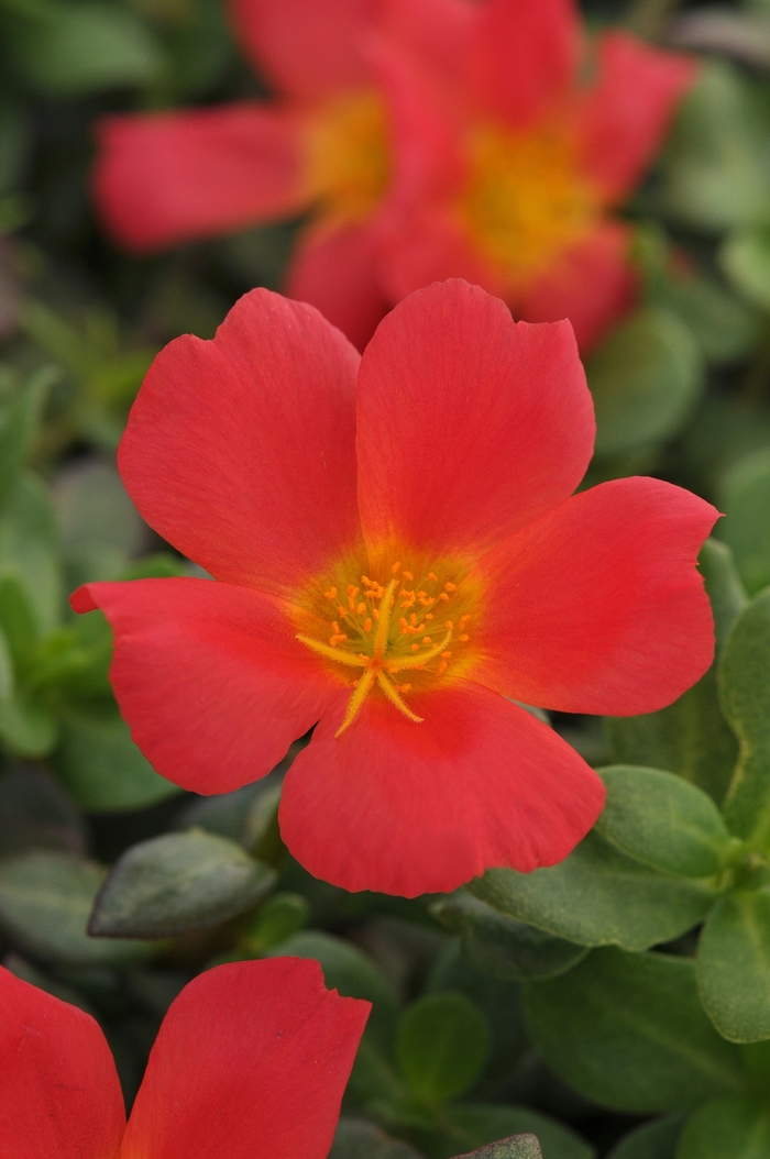 Rio Grande™ Portulaca - Portulaca oleracea 'Rio Grande Scarlet' from Kings Garden Center