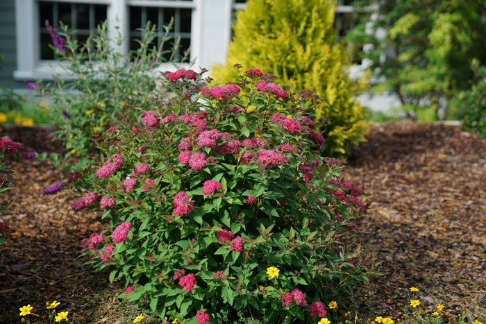 Double Play Doozie® - Spiraea x from Kings Garden Center