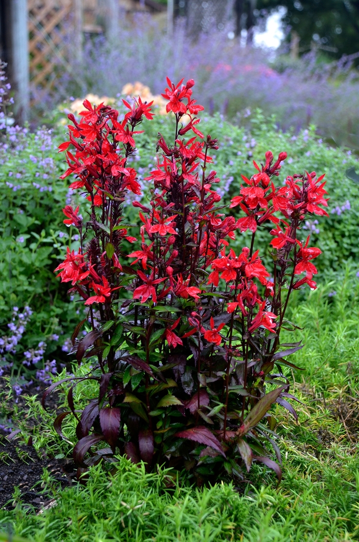 Cardinal Flower - Lobelia speciosa 'Vulcan Red' from Kings Garden Center