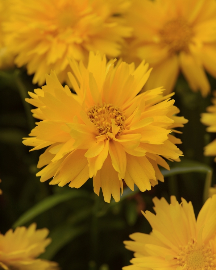 Double the Sun Tickseed - Coreopsis grandiflora 'Double the Sun' from Kings Garden Center