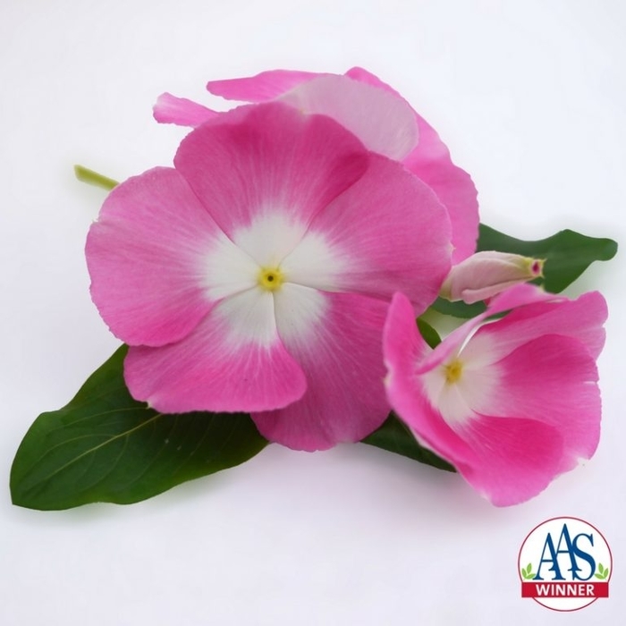 Madagascar Periwinkle - Catharanthus roseus 'Mega Bloom Pink Halo' from Kings Garden Center