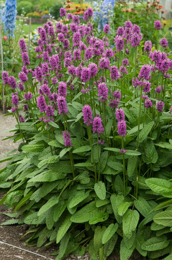 Betony - Stachys 'Hummelo' from Kings Garden Center