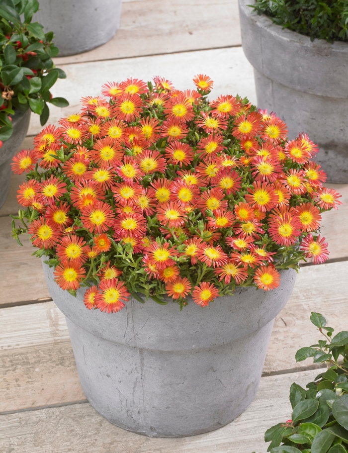 Hardy Ice Plant - Delosperma cooperi 'Wheels of Wonder Fire' from Kings Garden Center