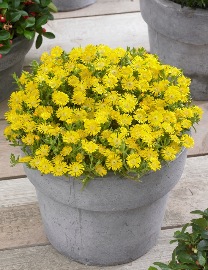 Wheels of Wonder® Ice Plant - Delosperma cooperi 'Golden Wonder' from Kings Garden Center