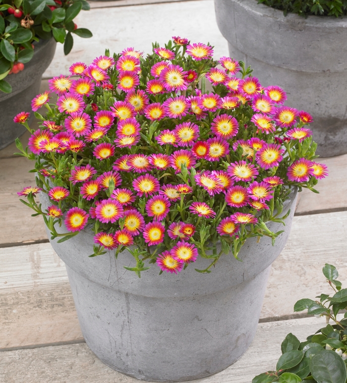 Wheels of Wonder® Ice Plant - Delosperma cooperi 'Hot Pink Wonder' from Kings Garden Center