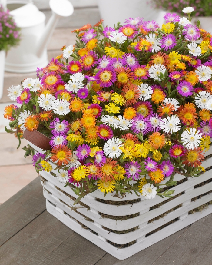 Wheels of Wonder® Ice Plant - Delosperma cooperi 'Wheels of Wonder Mix' from Kings Garden Center