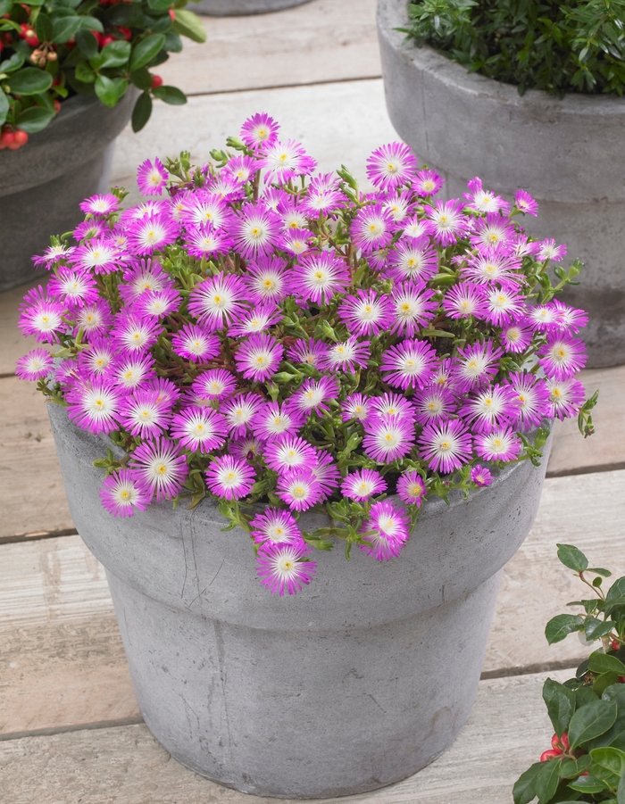 Wheels of Wonder® Ice Plant - Delosperma cooperi 'Violet Wonder' from Kings Garden Center