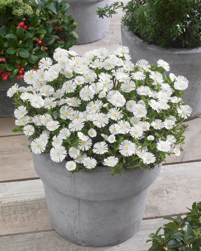 Wheels of Wonder® Ice Plant - Delosperma cooperi 'White Wonder' from Kings Garden Center