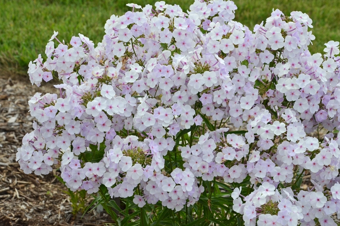 Fashionably Early Lavender Ice - Phlox paniculata from Kings Garden Center