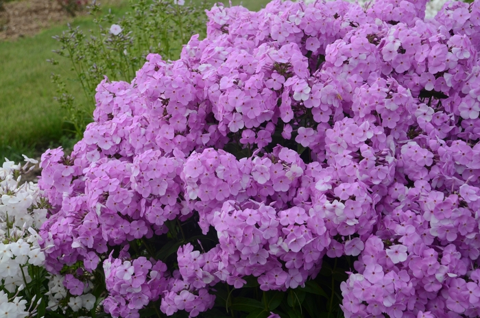 Fashionably Early Princess Garden Phlox - Phlox paniculata from Kings Garden Center