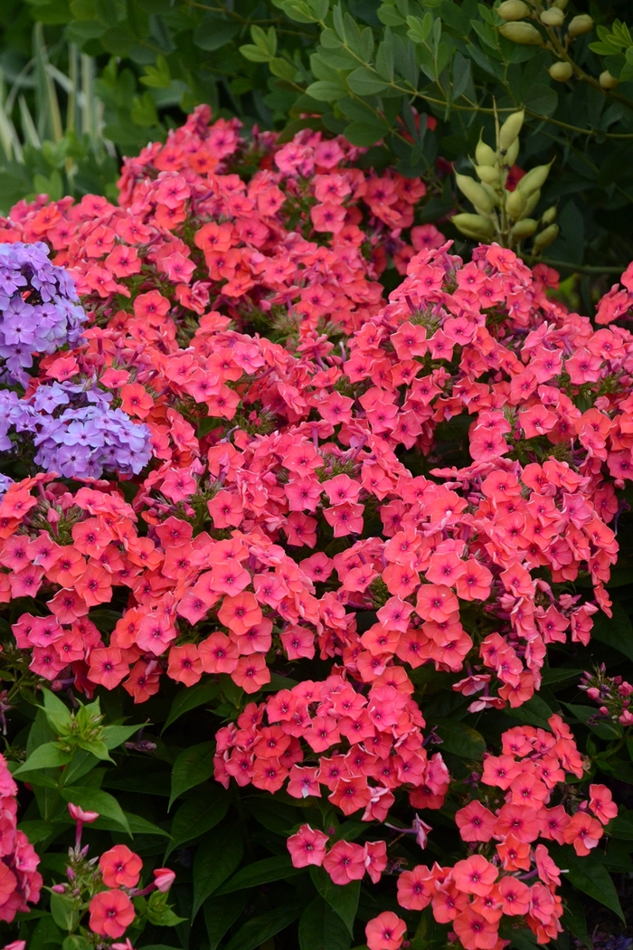 Garden Phlox - Phlox paniculata 'Flame™ Coral' from Kings Garden Center