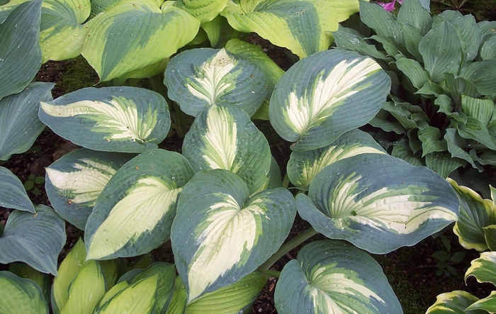 Shadowland® Hudson Bay - Hosta hybrid from Kings Garden Center