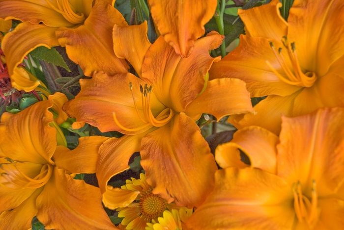 Daylily - Rainbow Rhythm® - Hemerocallis hybrid 'Primal Scream' from Kings Garden Center