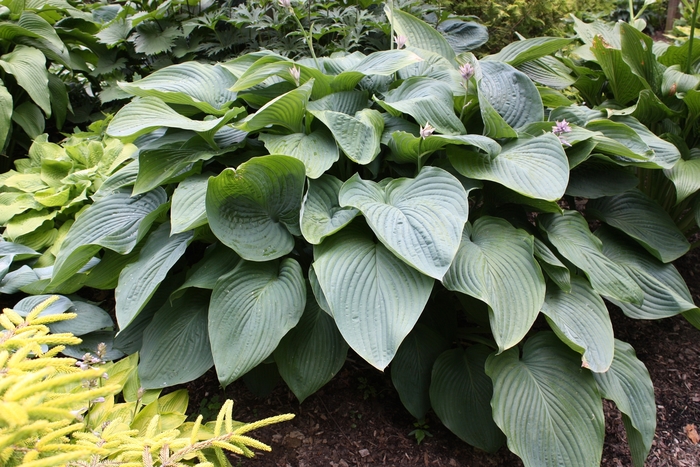 Empress Wu Hosta - Hosta 'Empress Wu' from Kings Garden Center