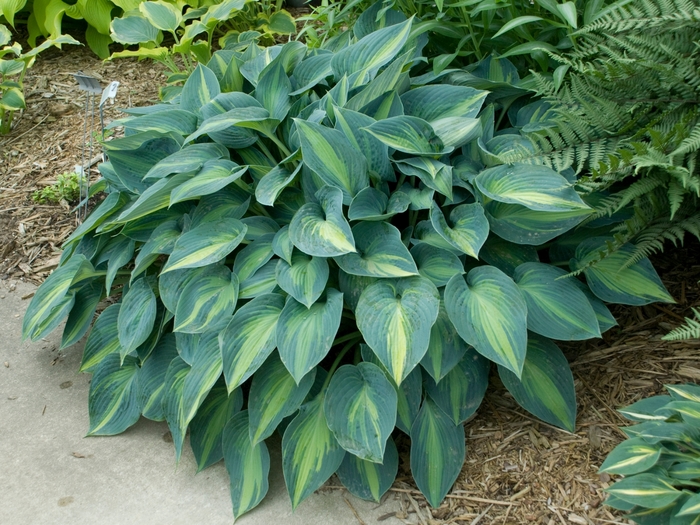 Plantain Lily - Hosta 'June' from Kings Garden Center