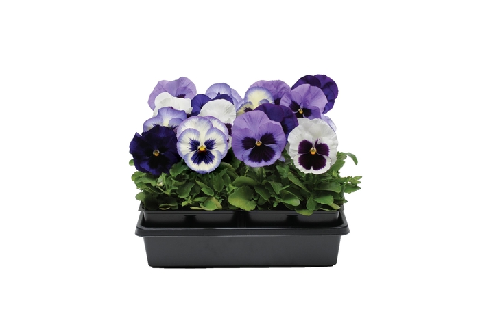 Pansy - Viola x wittrockiana 'Matrix®