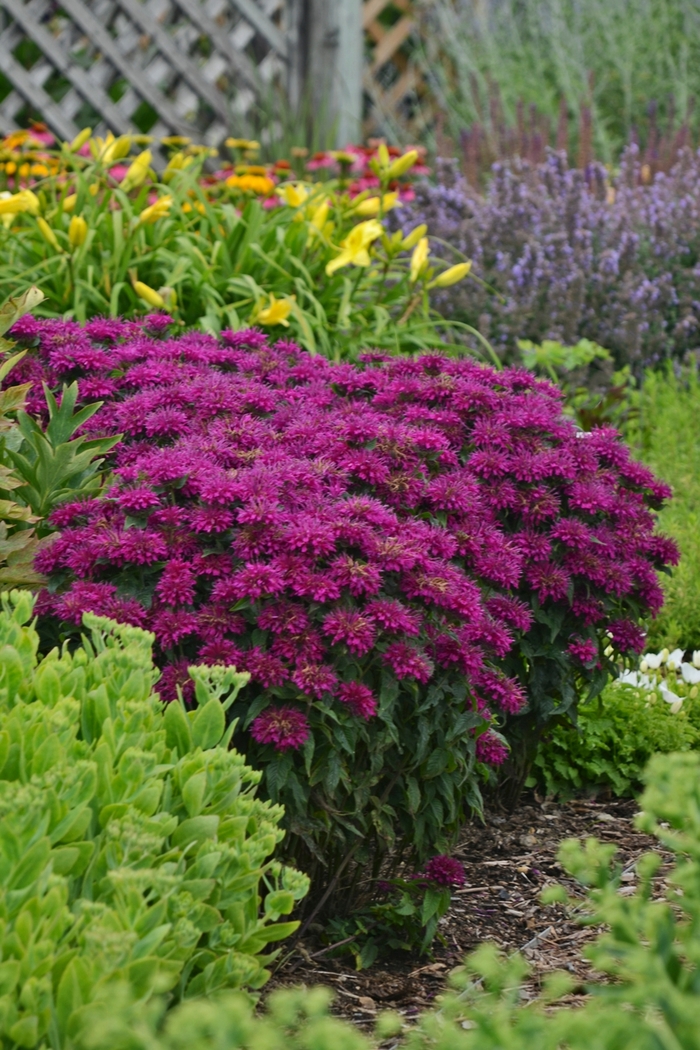 Grape Gumball Bee Balm - Monarda 'Sugar Buzz Grape Gumball' from Kings Garden Center